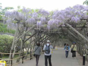 五稜郭の藤開花 画像_五稜郭の藤開花