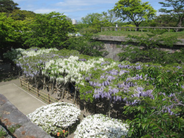 五稜郭の藤 画像_五稜郭の藤